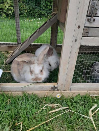 Rabbits