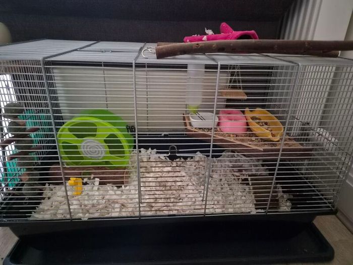 hamster cage
