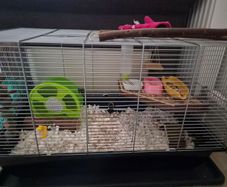 hamster cage