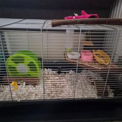 hamster cage