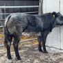 Show/breeding heifer Image 3