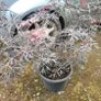 15 mature plants/shrubs Image 2