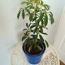 Umbrella Plant with Pot Image 2