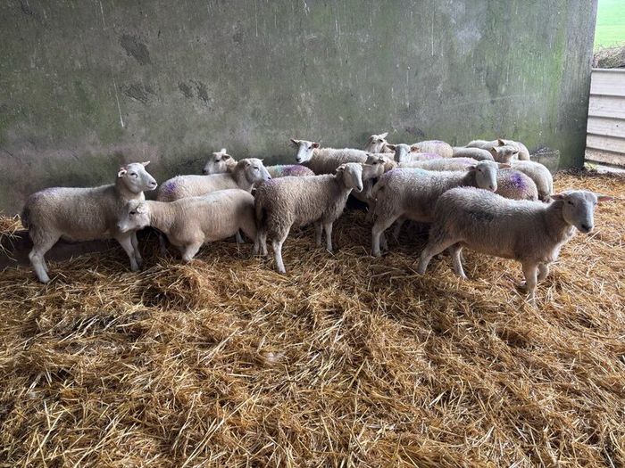 Easycare ewe Lambs Easy Care