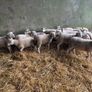 Easycare ewe Lambs Easy Care Image 3