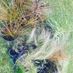 WildIrishGrass