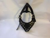X large studded dog harness