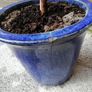 Ficus Elastica Rubber Plant Image 3