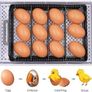 NEW SALE | Incubator Automatic Turning and Hatching, Poultry Hatcher Incubator for 12 Eggs, Lab Incubators with Digital Display and Led Lighting Image 4