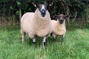 Milford Hogget Ram