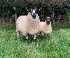 Milford Hogget Ram