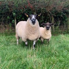 Milford Hogget Ram