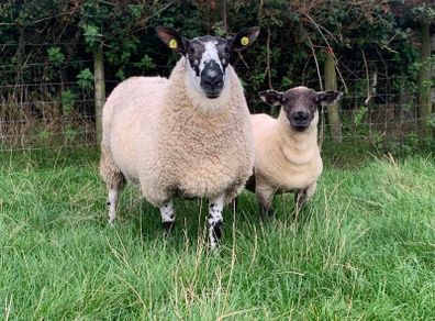 Milford Hogget Ram