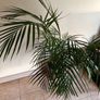 Indoor palm plant Image 4