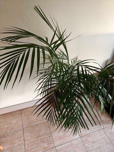 Indoor palm plant