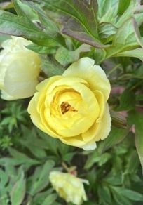 Tree Peony Yellow