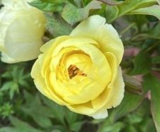 Tree Peony Yellow