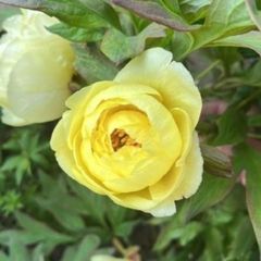 Tree Peony Yellow