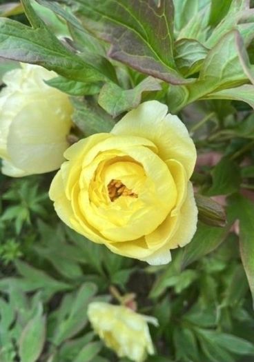 Tree Peony Yellow