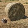 Organic Hay Bales For Sale in Cork Image 4