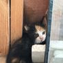 kittens Image 2