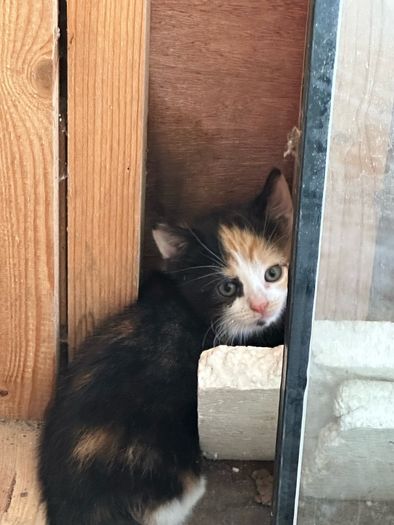 kittens