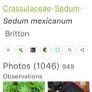 Sedum Mexicanum Image 2