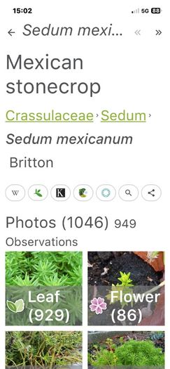 Sedum Mexicanum