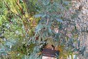 Purple acacia tree