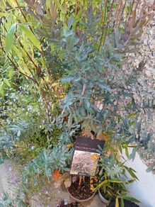 Purple acacia tree