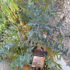 Purple acacia tree