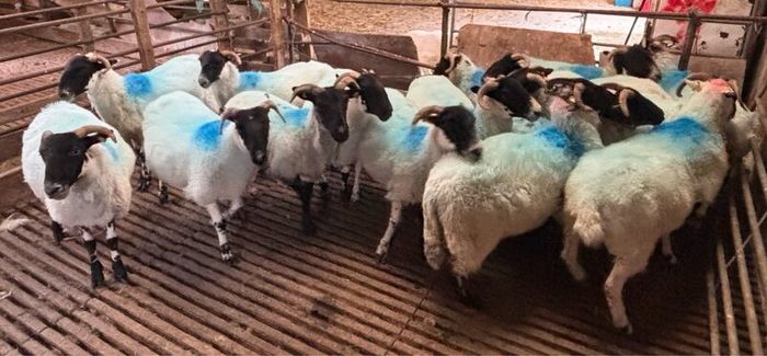 Hoggets