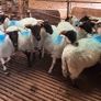 Hoggets Image 5