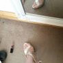 Schuh Champagne Satin Sandals with Bow Image 2