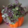 Callisia repens.House plant Image 10