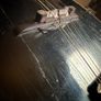 1920s Gibson "Snakehead" A-Style Mandolin (Blacktop) w/ Original Hard Case Image 9