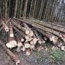 Timber /trees Firewood for sale Image 2