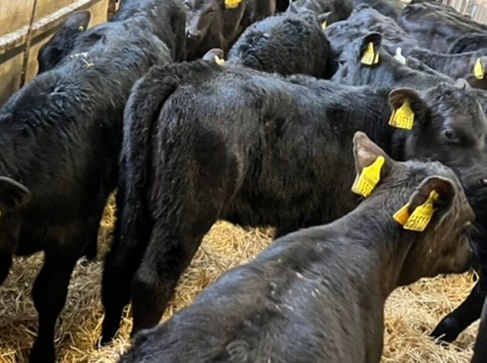 40 Aberdeen Angus Heifers