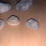 Fossil Collection : Clam fossils & Devils Toenail lot Image 3