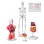 Human Anatomy Models Bundle Set, Brain, Human Torso Body, Heart, Skeleton Model Image 2