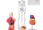 Human Anatomy Models Bundle Set, Brain, Human Torso Body, Heart, Skeleton Model