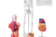 Human Anatomy Models Bundle Set, Brain, Human Torso Body, Heart, Skeleton Model
