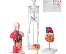 Human Anatomy Models Bundle Set, Brain, Human Torso Body, Heart, Skeleton Model