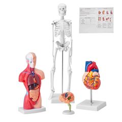Human Anatomy Models Bundle Set, Brain, Human Torso Body, Heart, Skeleton Model