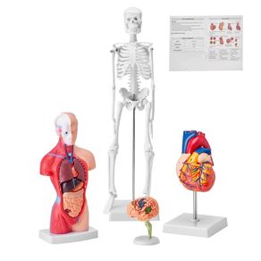 Human Anatomy Models Bundle Set, Brain, Human Torso Body, Heart, Skeleton Model