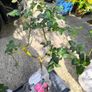 roses plants Image 8