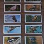 Full set of bird cigarette card's,  1976 black cat Image 3