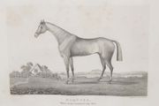 Hornsea Winner Of The Goodwood Cup 1836