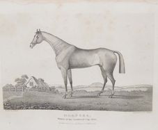 Hornsea Winner Of The Goodwood Cup 1836