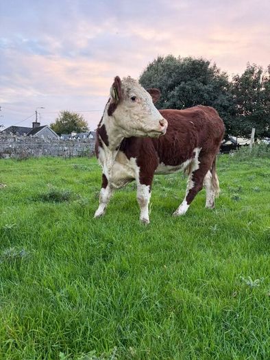 2 pedigree hereford cows with bull calves at foot